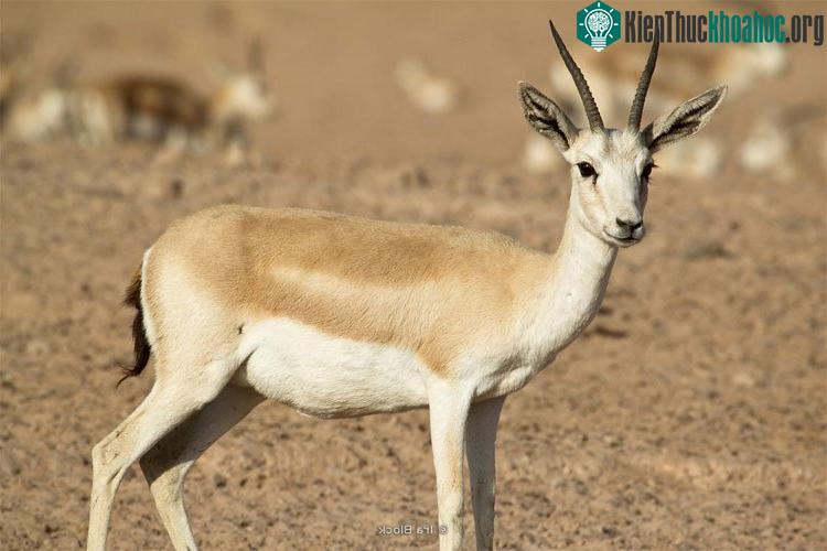 Linh dương Gazelle