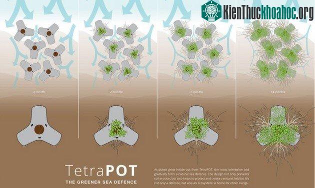Hệ thống TetraPot khi được đưa vào hoạt động, có khả năng hồi phục 35-50% hệ thống rừng ngập mặn đã bị chết.
