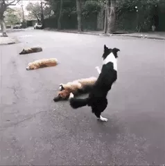Border Collie