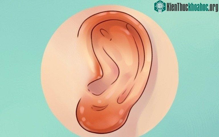 Sự thật thú vị về đôi tai hầu hết mọi người không biết ảnh 5