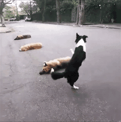 Chaser, Rico hay các chú chó Border Collie khác đều có thể ghi nhớ cực nhanh.