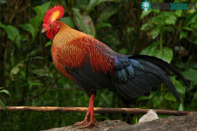 Gà rừng Sri Lanka