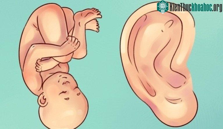 Sự thật thú vị về đôi tai hầu hết mọi người không biết ảnh 6
