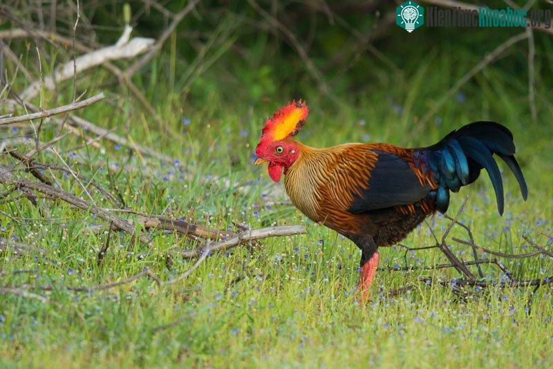 Quốc điểu của Sri Lanka