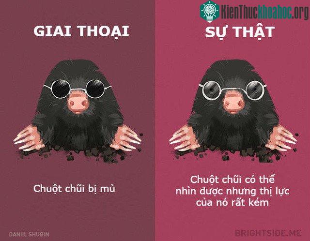 Ừ không mù, nhưng mà hôi.