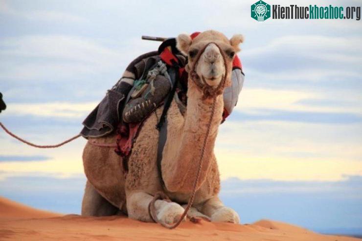 Ả Rập Saudi nhập khẩu lạc đà từ Úc