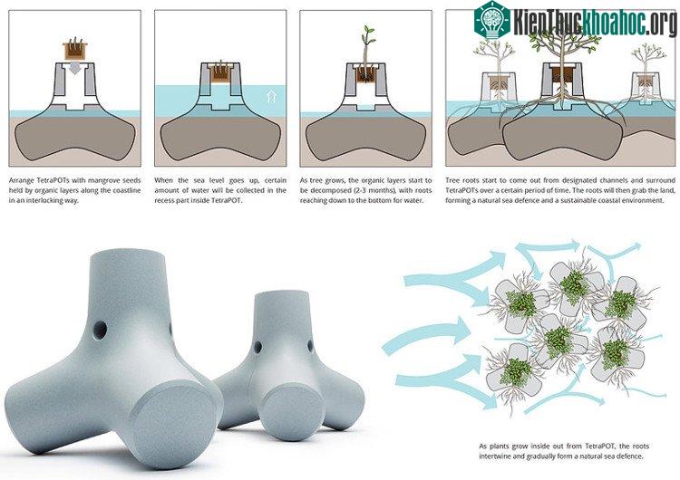 Hạt giống được đựng trong các hộp thủy sinh đặc biệt, rễ được phát triển thông qua 3 lỗ hở được đặt sẵn khi chế tạo TetraPot, sức nặng và độ bám của rễ cùng bê tông giúp TetraPot đạt được tính ổn đ...