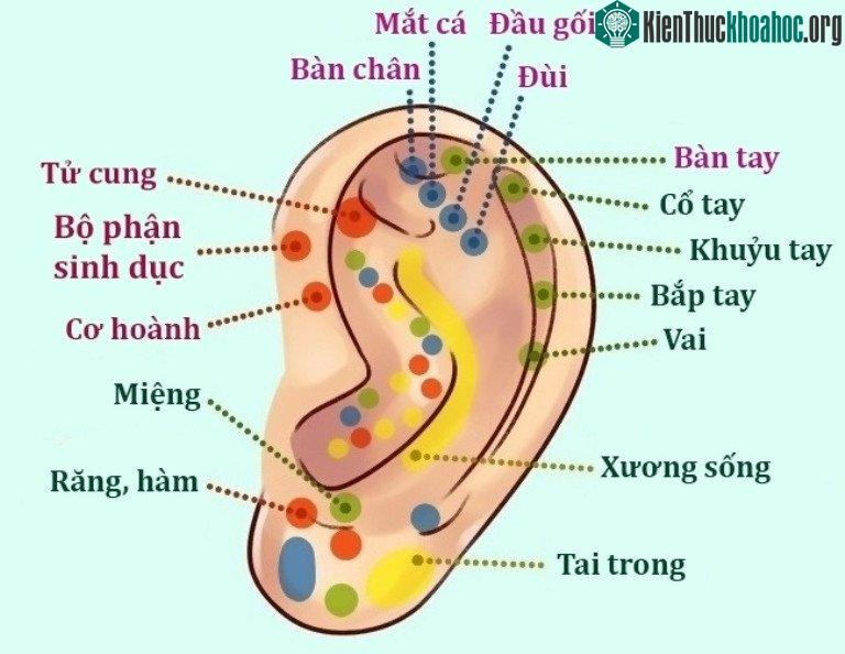 Sự thật thú vị về đôi tai hầu hết mọi người không biết ảnh 7