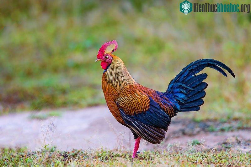 Gà trống có bộ lông pha trộn giữa màu đỏ, cam, nâu đậm và đen bóng.