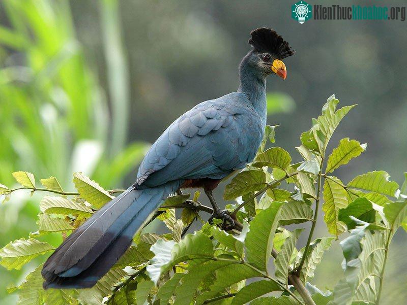 Chim Turaco xanh chủ yếu ăn trái cây, chồi cây, lá hoa và 1 số loài côn trùng.