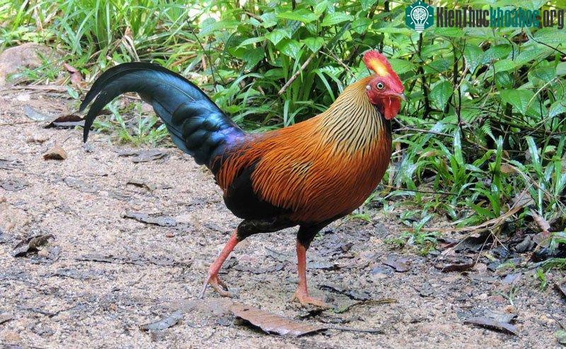 Giống gà này nuôi nhốt không dễ dàng chút nào