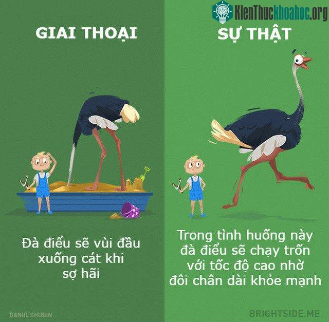Phát hiện ra mối đe dọa thì phải chạy chứ, ai lại rúc đầu xuống cát bao giờ.