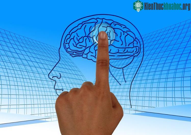 Người là con một và người có anh chị em có sự khác nhau về khối lượng chất xám trong não.