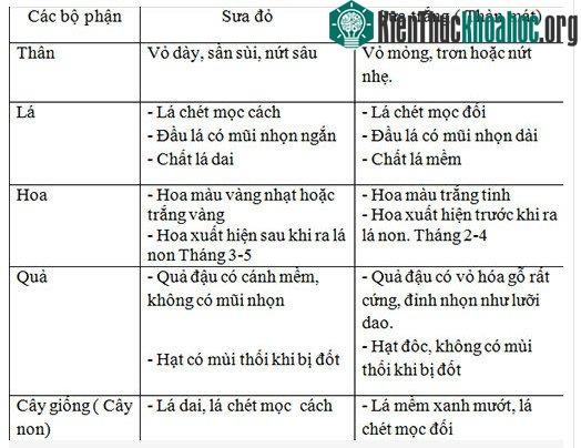 Phân biệt đặc điểm hình thái của sưa trắng và đỏ của ông Vũ Văn Dũng, Hội Khoa học kỹ thuật lâm nghiệp.