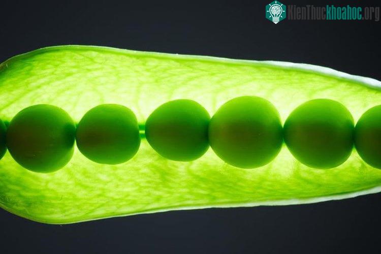 Một số loài thực vật thực sự có thể phát hiện sóng âm trong lòng đất.