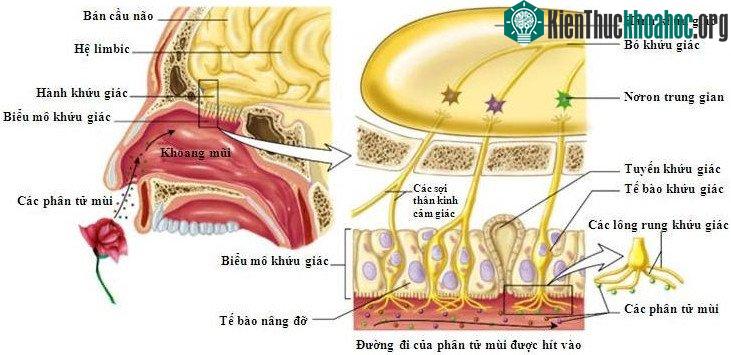 Cấu tạo của mũi.