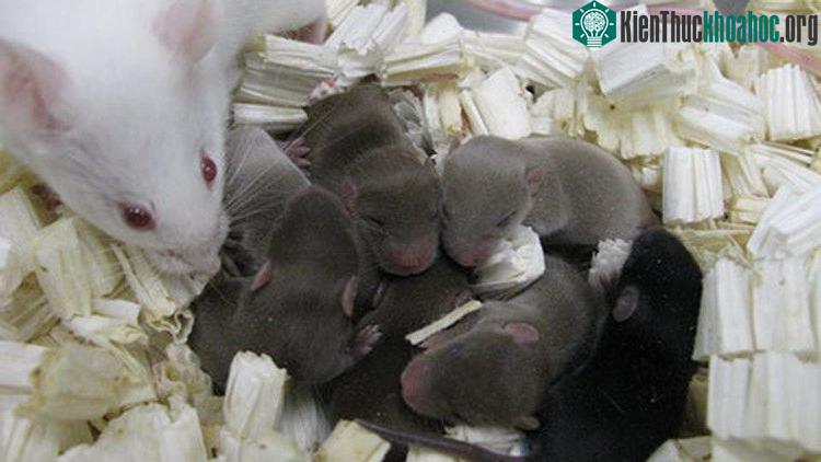 Chuột con sinh ra từ tinh trùng được đông lạnh khô trên trạm ISS. (Ảnh: PNAS