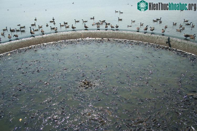 Cá dưới đập tràn nhiều tới mức, những con vịt trời có thể chạy và nhảy trên lưng các con cá để tranh giành bánh mì.