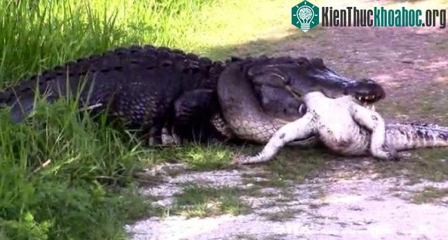 Cá sấu nổi tiếng hung dữ khi có con vật khác tiến vào lãnh thổ.