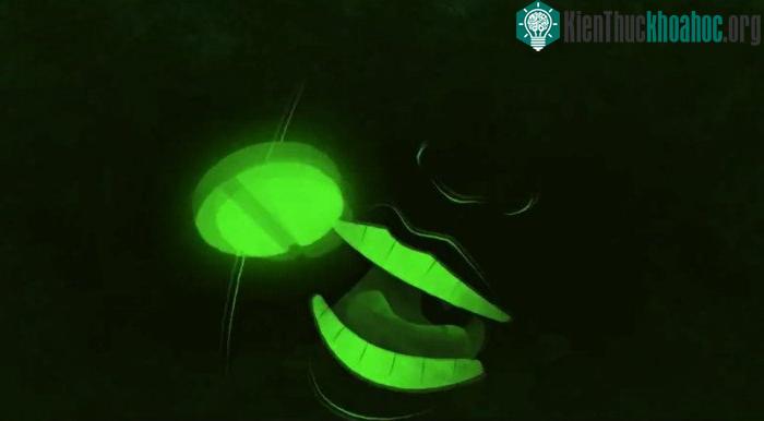 Radium được sử dụng rộng rãi trong các sản phẩm làm đẹp, cho vào kem đánh răng và thức ăn.