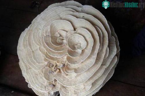 Cây nấm trắng hình hoa hồng.
