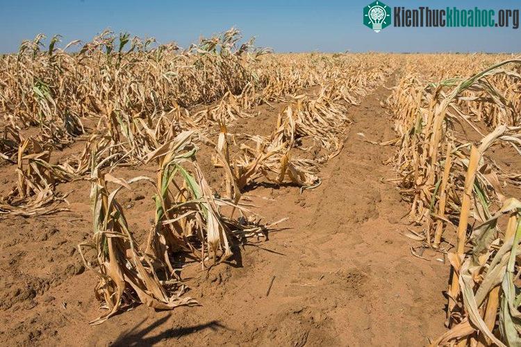 Hạn hán đang ngày một nghiêm trọng hơn do biến đổi khí hậu.