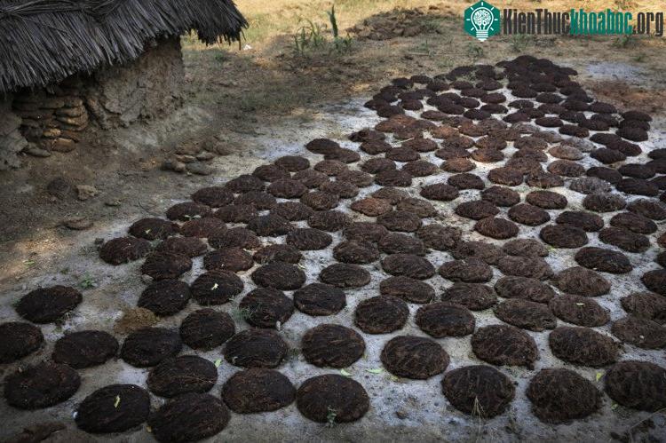 Vải dệt của Essaidi cấu thành bởi các sợi cellulose - tìm thấy trong phân bò phơi khô.