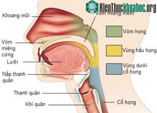 Nhiễm virus EBV được cho là nguyên nhân phổ biến gây ung thư vòm họng. (Ảnh: News).