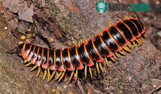 Loài cuốn chiếu khổng lồ ở Bắc Mỹ
