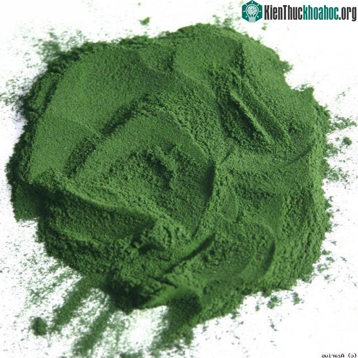 Tảo xoắn Spirulina platensis.