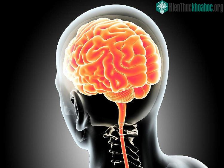 Với sự phát triển vượt trội của khoa học thần kinh, hai chuyên gia lo ngại công nghệ mới sẽ tấn công và đe dọa quyền tự do tâm trí loài người - (Ảnh: Getty Images).