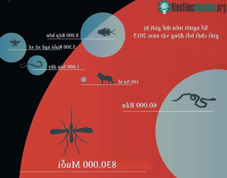 Với 830.000 người, muỗi là loài vật giết chết nhiều người nhất thế giới.