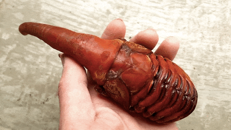 Bọ cánh cứng lực sỹ.