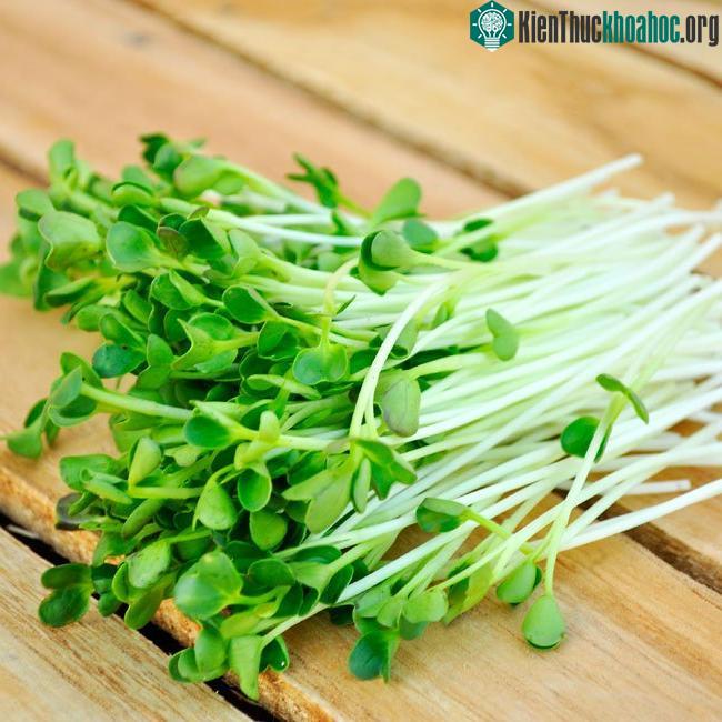 Rau mầm giúp sản sinh máu, tốt hơn rất nhiều các loại rau khác.