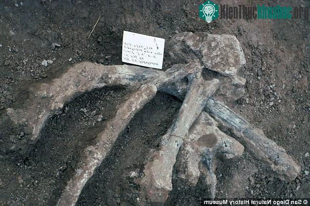 Hóa thạch của mastodon.