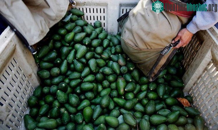 Mexico là nước sản xuất và xuất khẩu trái bơ hàng đầu trên thế giới.
