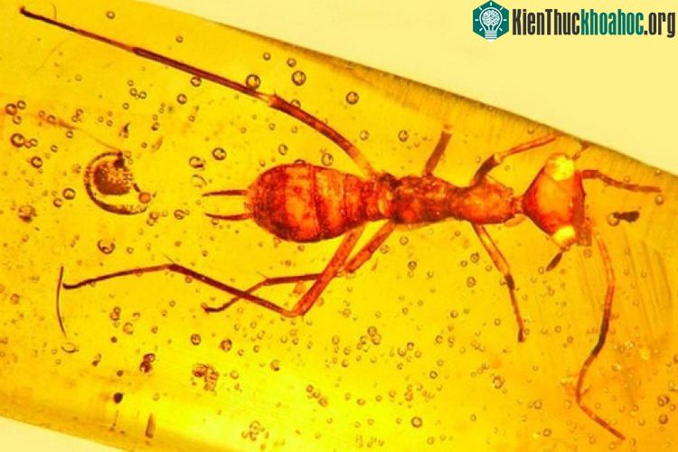 Con côn trùng kỳ lạ với đầu trông giống người ngoài hành tinh. (Ảnh: Seeker).
