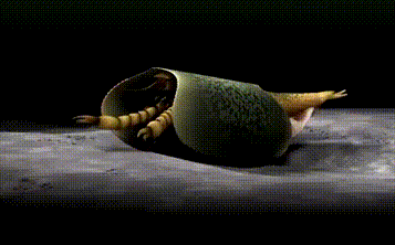 Hình mô phỏng con tôm 50 chân.