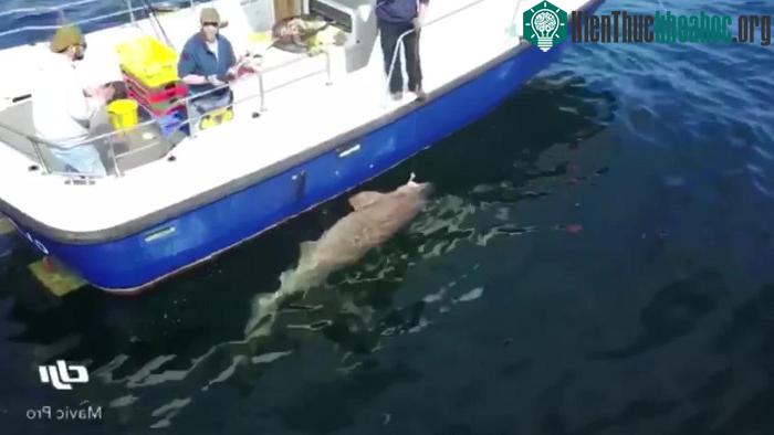 Con cá mập nặng ít nhất 680kg.
