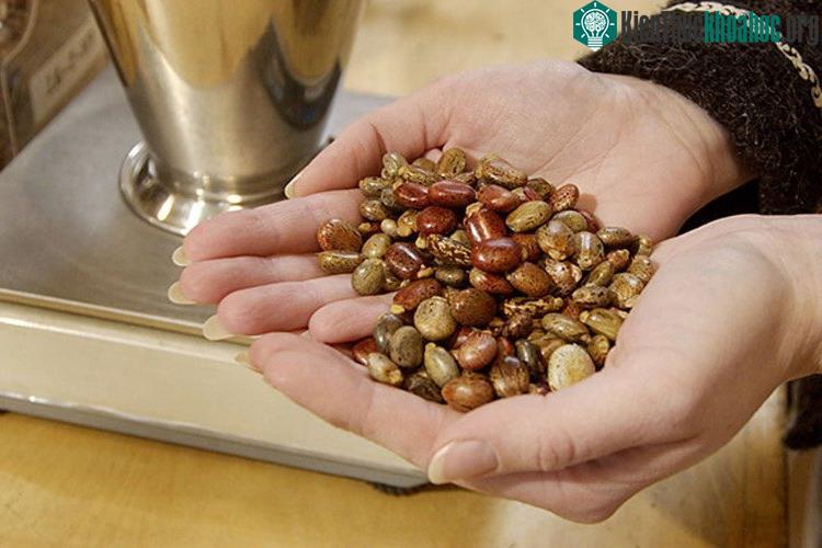Ricin là chất có trong cây thầu dầu.
