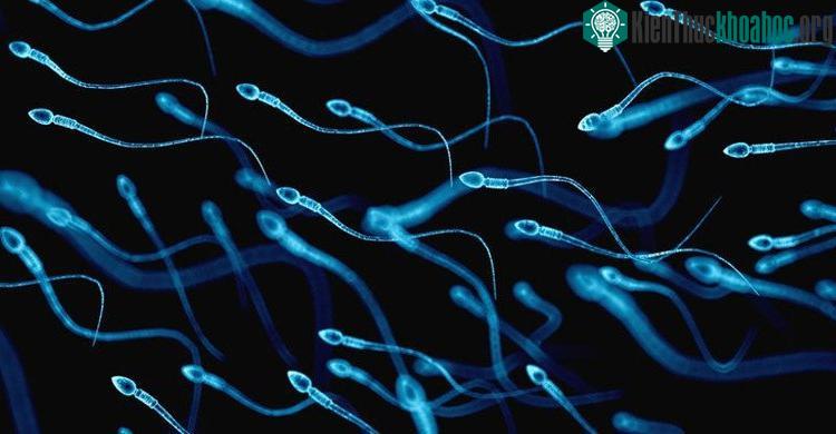 Người chiến thắng trong cuộc thi không cần phải học giỏi mà chỉ cần bơi thật nhanh
