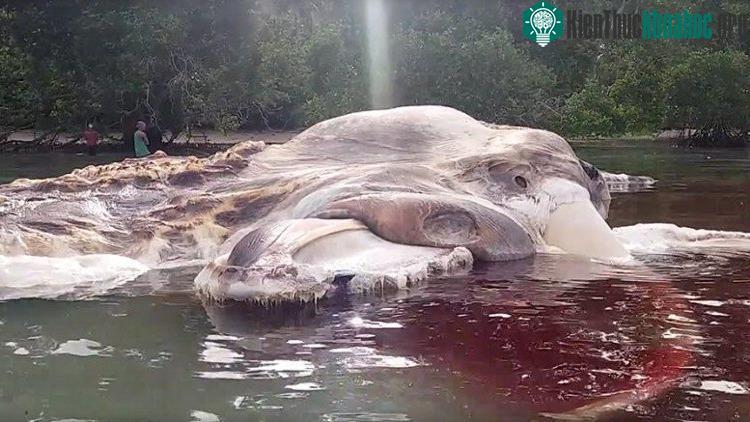 Xác sinh vật khổng lồ trôi dạt vào bãi biển Huamual ở Indonesia.