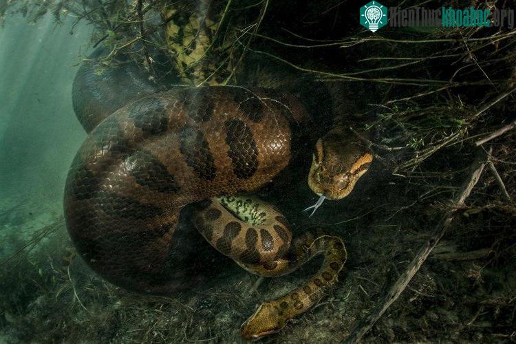  Con trăn cái khổng lồ siết chết con đực nhỏ hơn nhiều lần. (Ảnh: Luciano Candisani). 