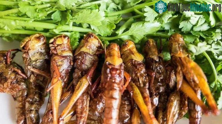 Chuyển sang tiêu thụ côn trùng thì một lượng lớn khí thải nhà kính trong quá trình chăn nuôi cũng được giảm thiểu.