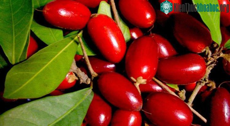 Quả "thần kì" - thứ quả được cho là có tác dụng đổi tất cả vị trên đời thành vị ngọt.
