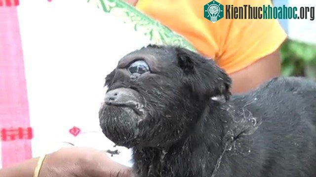 Theo những người dân làng, con dê là vật thiêng.