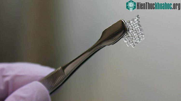 Buồng trứng tương lai cho những người vô sinh do hóa trị ung thư và các vấn đề khác - (Ảnh: Northwestern University).