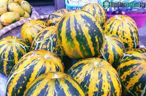 Dưa bở là món ăn tốt cho người muốn giảm cân.