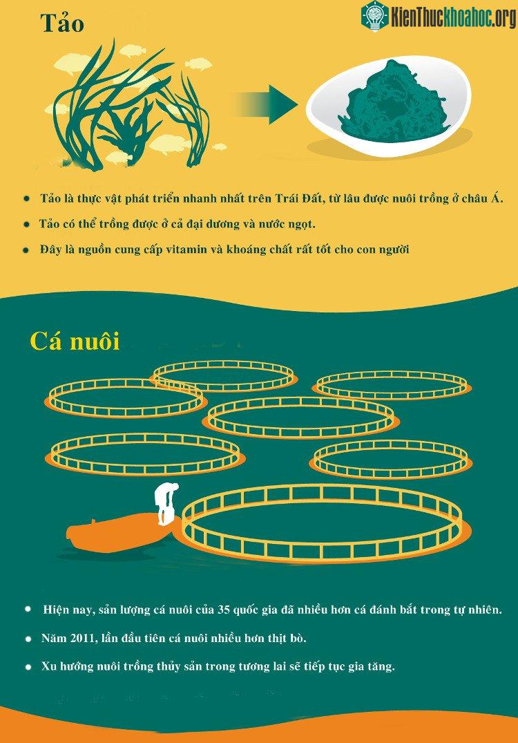 Tảo là nguồn cung cấp vitamin và khoáng chất rất tốt cho con người.