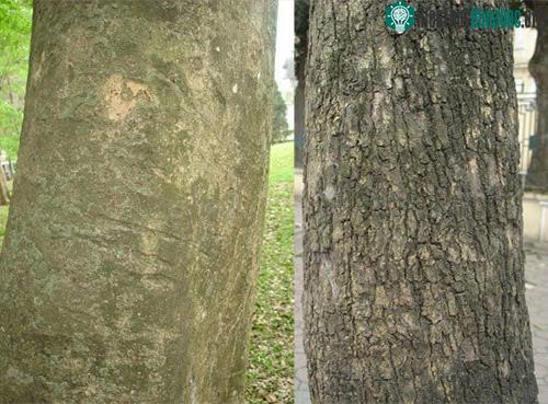 Vỏ của sưa đỏ thường sần sùi (bên trái), còn vỏ của sưa trắng (thàn mát) nhẵn hơn.